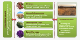 Figure 1 Magic Explores The Cultivation Of Industrial - Parallel #7896297