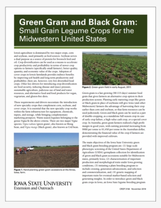 Green Gram And Black Gram - Grass #7896754