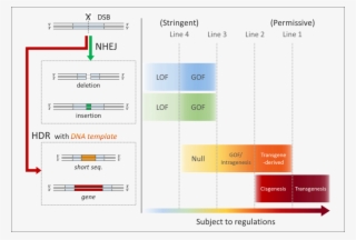 This Is A Figure Depicting Four Regulatory Models For - Gmo Genome Editing #7896822