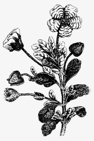 Flower Leaf Leaves - Flor De Esteva Desenho #7897712