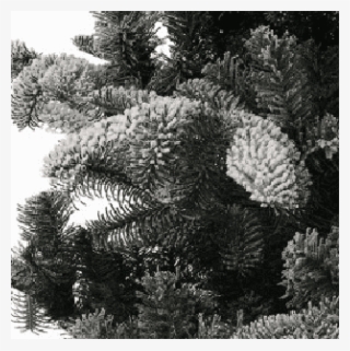 Lodgepole Pine #7897965