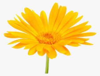 南非万寿菊摄影 - Pot Marigold #7898725