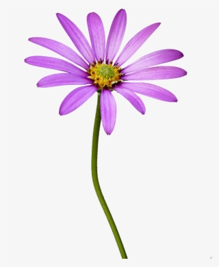 南非万寿菊高清图片 #7899350