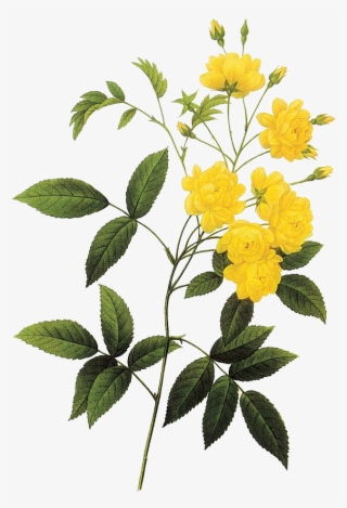 黄色盛放的花 - Pierre Joseph Redouté Png #7899765