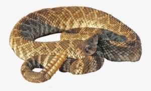 Rattlesnake Png Transparent Free Images - Timber Rattlesnake Png #791302