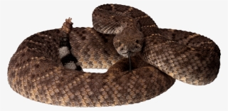 Free Png Brown Snake Png Images Transparent - Israel, The Final Holocaust - Trade Paperback #791326