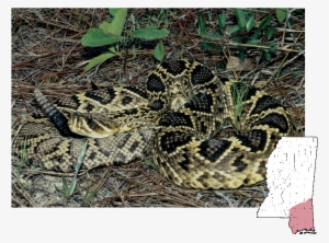 Eastern Diamondback Rattlesnake Crotalus Adamanteus - Eastern Diamondback Rattlesnake Mississippi Snakes #791398