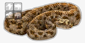 Desert Horned Viper - Desert Viper Png #791464