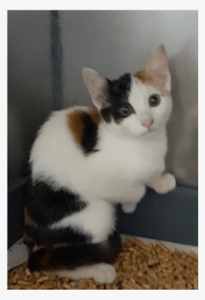 Photo Of Mystique - Domestic Short-haired Cat #791487