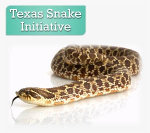 Websiteheader2 - Western Hognose Snake #791504