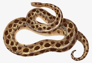 Sidewinder Snakes Boa Constrictor Reptile Eastern Diamondback - Boa Clipart #791508