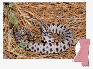 Pigmy Rattlesnake Sistrurus Miliarius - Pilot Rattlesnake #791616