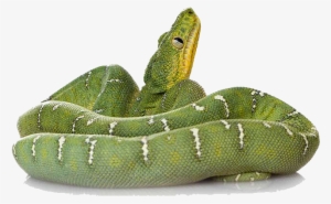 Green Snake Png File - Snakes By Valerie Bodden #791669