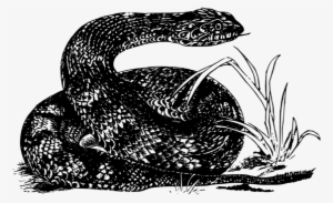 Rattlesnake Kingsnakes Reptile Vipers - Drawings Of Prairie Rattlesnake #791720