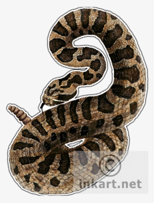 Eastern Massasauga Rattlesnake Decal - Eastern Massasauga Rattlesnake Drawing #791744