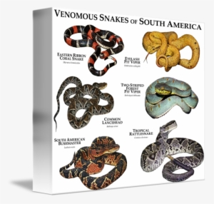Venomous Snakes Of South America By Roger Hall Clipart - Pit Viper Coral Snake #791816