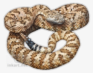 Rattle Snake Png - Panamint Rattlesnake Throw Blanket #791983