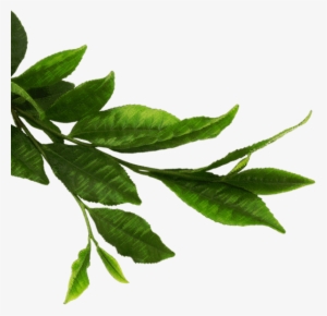 Green Tea Leaves Png - Hojas Verdes Naturales Png #792002