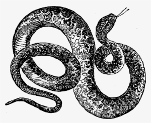 Digital Snake Downloads - Snakes #792051