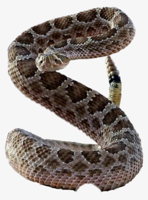 Sidewinder Snake Standing Up #792127