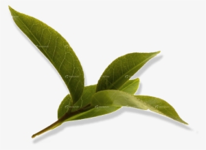 Among All The Available Varieties Of Tea, Such As White - Camellia Sinensis Leaf Transparent #793116