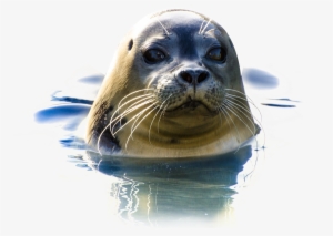 Crocodile In Water Png #795477