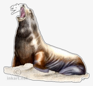 California Sea Lion Decal - California Sea Lion Greeting Card #795539