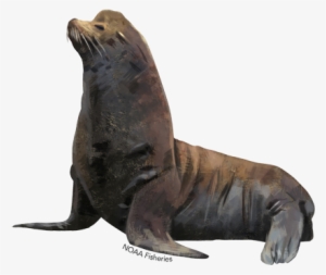 California Sea Lion - Jack Russell Bronze Sculpture #795584