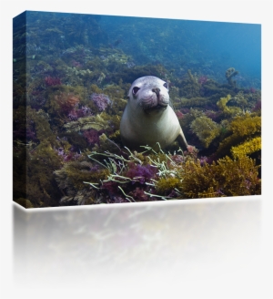 Baby Sea Lion - Punxsutawney Phil #795907