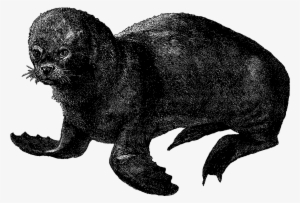 The First Sea Animal Illustration Is Of A Right Whale - Illustration #796252