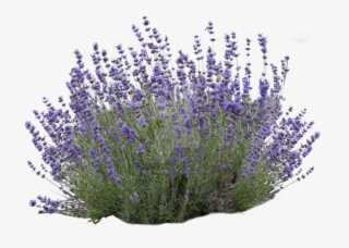 Download Lavender Bush White Background Clipart English - Lavender #796887