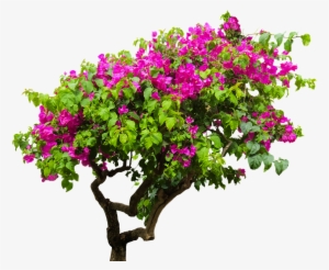 Nature, Tree, Bougainvillea, Plant, Bush, Sand - Bougainvillea On Transparent Background #796963