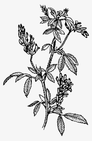 Leaf Branches Flower Plant Leaves Bush Herb - Alfalfa Clip Art #797129