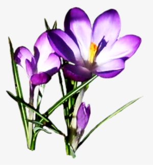 Clipart Spring Flowers #797255