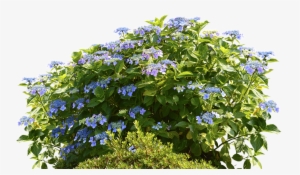 Hydrangeas, Hydrangea Bush, Bush, Nature, Spring, Flora - ไม้ พุ่ม Png #797259