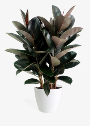 Ficus Burgundy Bush #797346