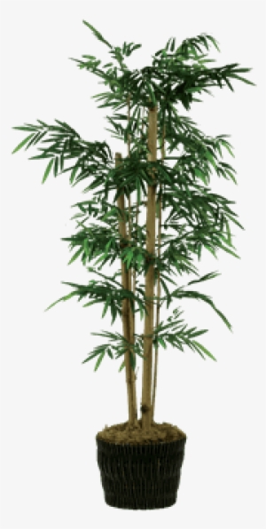 Silk Bamboo Tree In Dark Basket - Png Transparent Bamboo Tree #797538
