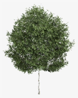 Paper Birch - Bingo - Raindanceirrigation - Co Graphic - Ginkgo Biloba Tree Png #797694