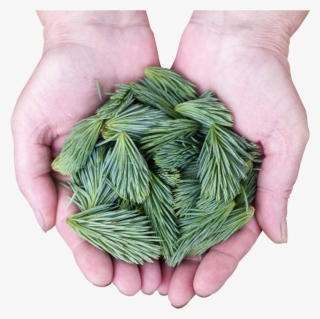 Pine Leaves Png Transparent Image - Leaf #797766