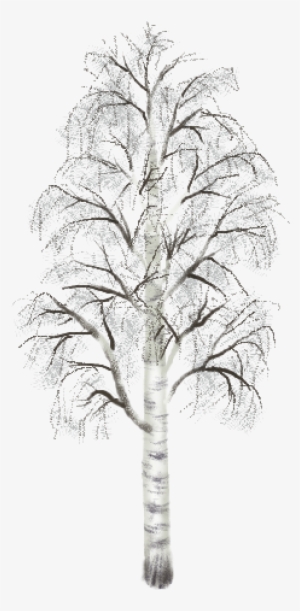 Birch 02 Mature Summer Large Hh - Birch Tree Winter Png #797769