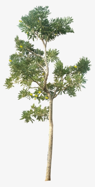 Tree Png Hd Quality - Tree Png Architecture #797925