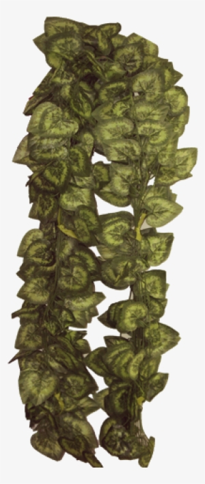 Green Vine Leaves - Massage #798043