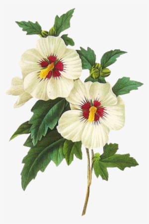 Leaves Png Green Kpopedit Edits Edit Overlay Flower - Rose Of Sharon Botanical Art #798066