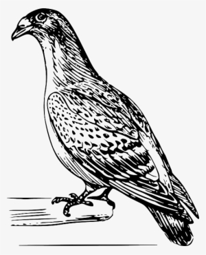 Bird, Wings, Pigeon, Carrier, Feathers, Perched - Merpati Drawing #798172