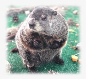 The Zoo Is Grateful For The Support Of Investors Bank - Punxsutawney Phil #798210