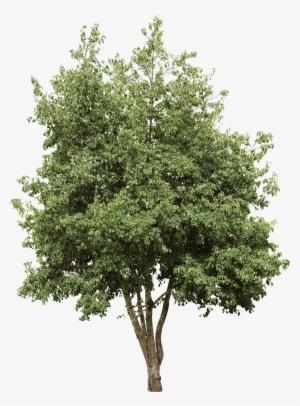 Italian Alder - Tree Cutout #798302