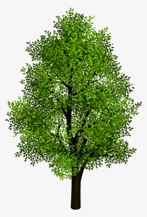 Birch Tree Png #798342 Birch Tree Png #798342