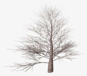 Tree, Png, Isolated, Autumn, Digital Art, Nature - Winter Tree Transparent Background #798535