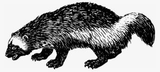 Beaver Domesticated Hedgehog Rodent Muskrat Free Commercial - Domesticated Hedgehog #798653