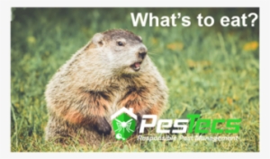 Woodchucks Image - Groundhog #798784